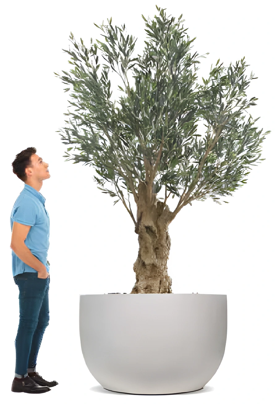 Olea Bella Olive Tree Thumb